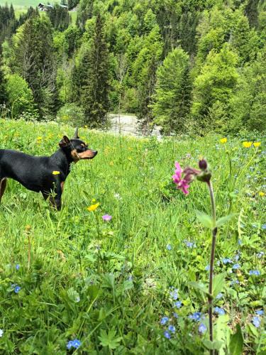 Kert, Ferienhütte See 4 (Ferienhutte See 4) in Sonntag