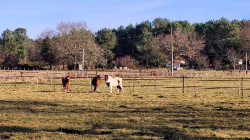 Joli gîte dans une installation équestre (Joli gite dans une installation equestre) in Marcillac (Aquitaine)