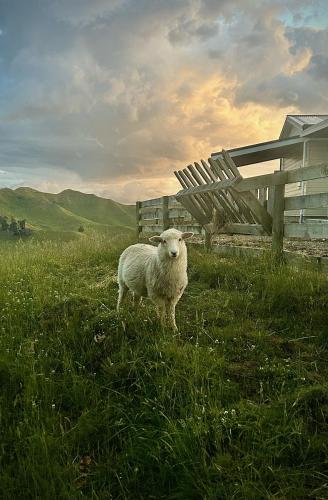 Näkymä, Hopwood Bed & Breakfast in Taihape