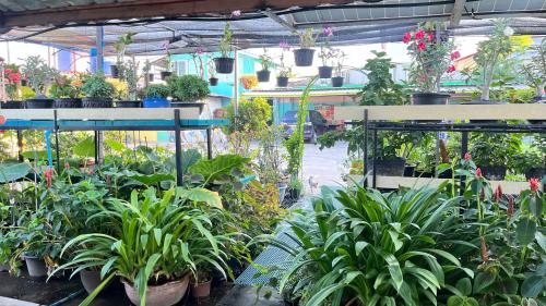Pa Chalermchai Guesthouse - 정원