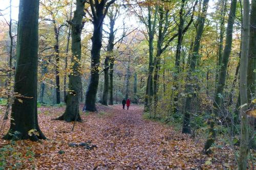 Beach en Bos - Private sauna next to the forest