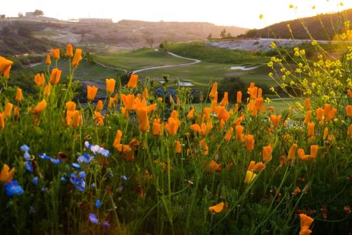 The Westin Carlsbad Resort & Spa - image 9