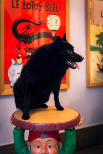 Hôtel de Roubaix - image 11