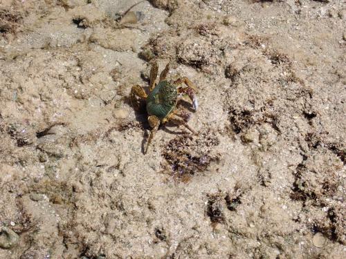 The Studio at Gingerbread near Savusavu repülőtér