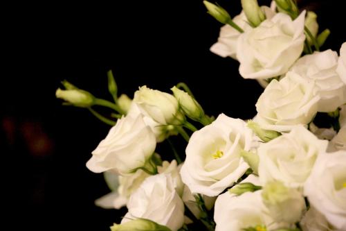 Hotel Roses - image 12