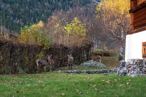 منظر, Chalet la Pagode, vue Mont-Blanc et jardin privé (Chalet la Pagode, vue Mont-Blanc et jardin prive) in ليه جاودينايس
