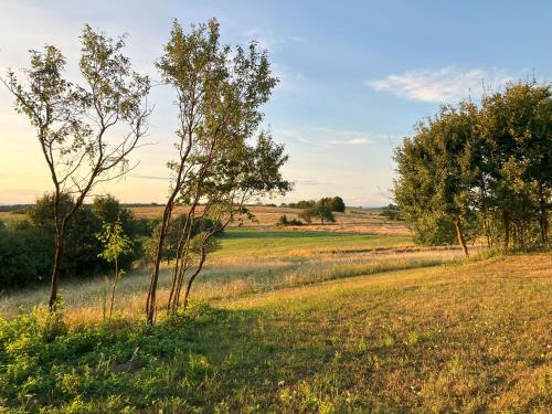 Aed, Lazy in Tiny in Vinica