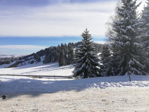 Jelena in Nova Varoš