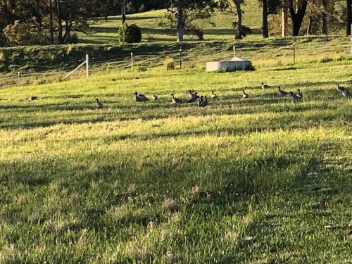 Amaroo One by Tiny Away