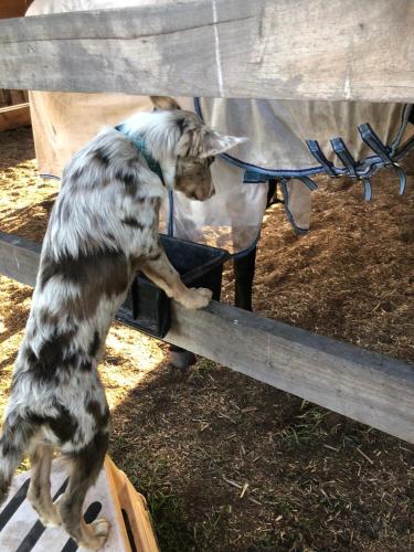 Amaroo One by Tiny Away