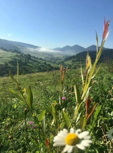 Гірська Домівка in 沃洛相卡