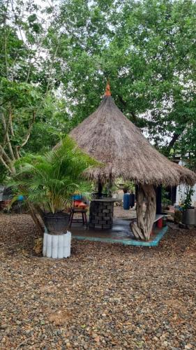 El refugio del tiburón