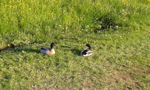 瓦格纳霍夫农庄 瓦格纳霍夫农庄