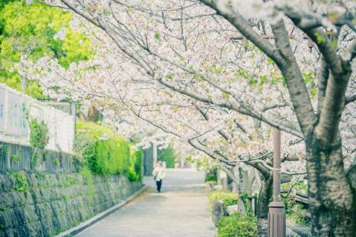 A&m花畑501, Kumamoto (zdjęcie 9)