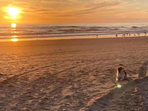 Surrounding environment, Holiday home in Sint Maartenszee in Sint Maartensvlotbrug