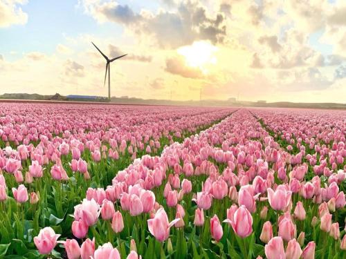 Widok z zewnątrz, Cozy retreat, by the beach in Schagen