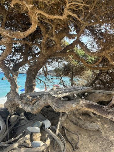 VILLA AUREA Apartment in Castiadas