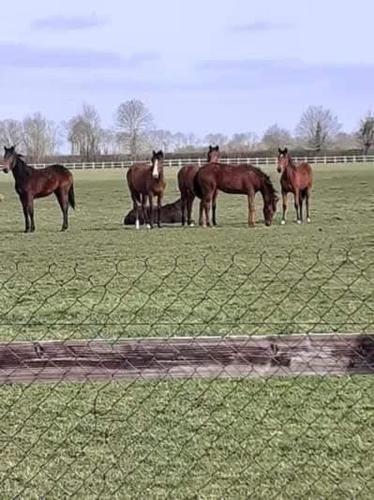 Maison au calme entre Caen et Cabourg in Breville Les Monts
