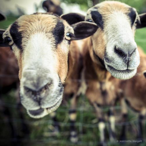 Zuhause bei ELLEN Zuhause bei ELLEN