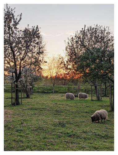 Ferienwohnung - De Deelstuuv, Worpswede (fotografie 2)