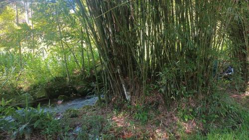 Surrounding environment, Sitio Sao Francisco de Assis in São Pedro De Alcântara