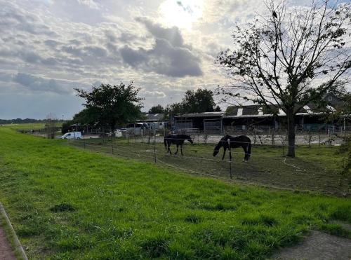 Authentic Travellers Suite Authentic Travellers Suite