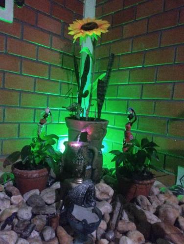 Sol do Girassol in Pedrita