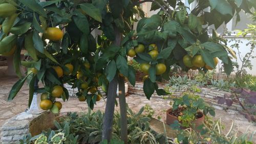 Apartment Silva free wifi free parking Apartment Silva free wifi free parking