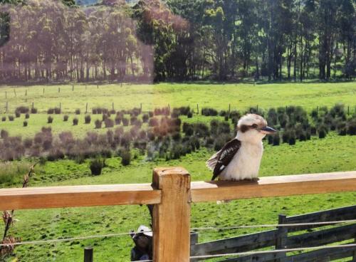 Kookaburra Haven