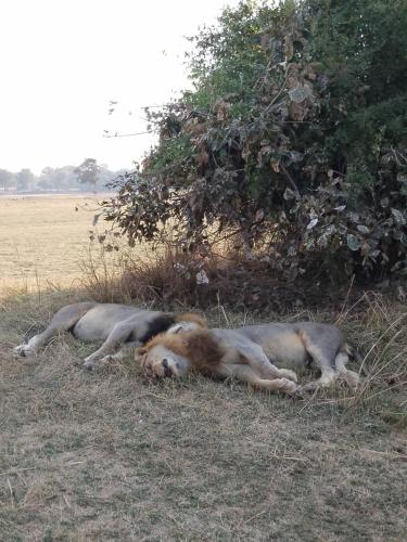 Royal South Luangwa Safaris Lodge in Kakumbi