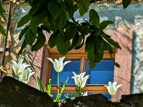 Lilly im Dorfe in Kohren-Sahlis, Deutschland
