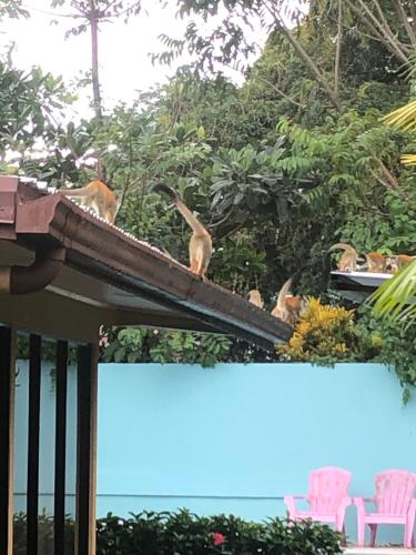 Casa Monos in Quepos