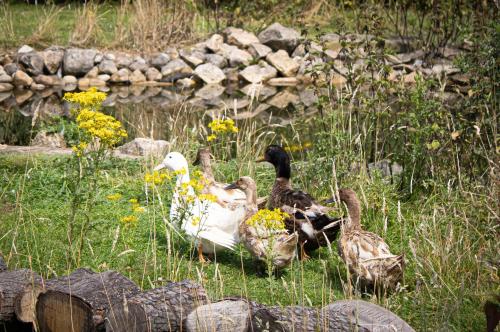 Home Farm & Lodge - image 2