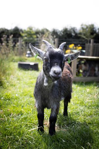 Home Farm & Lodge