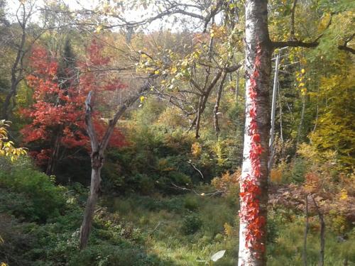 View, Stone Ridge Chalet Bed n Breakfast in Algonquin Highlands (ON)