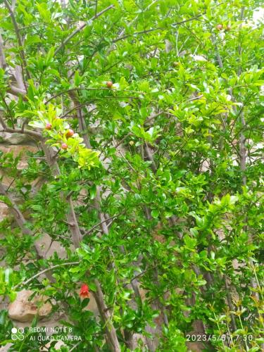 2 Bedroom Apartment with large garden in Safed