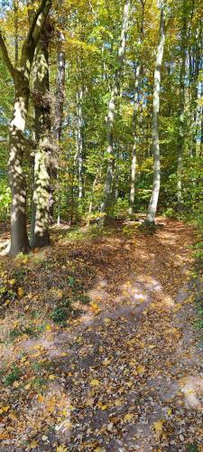 酒店周边, Apartment in Bad Pyrmont-Zentrale Lage und naturnahe Erholung in 巴德 皮尔蒙特