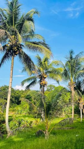 สภาพแวดล้อมโดยรอบ, Village Nature Les Balisiers in รูรา