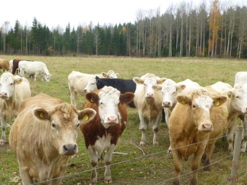 Kullagården - image 4