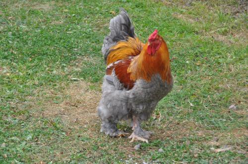 Kullagården - image 8