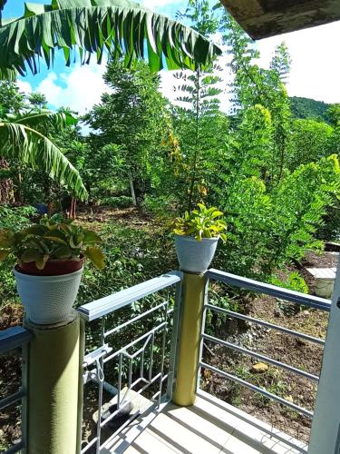 View, Daniel's comfort in Canefield