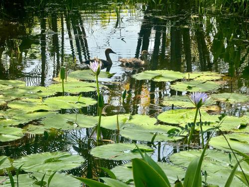 Kosmo’s Studio: City Style in a Retreat Setting!