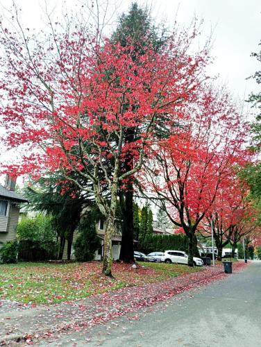 Langley Meadows BNB - Family Room Near Langley Downtown