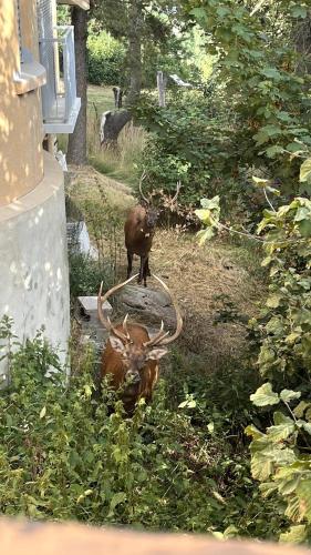 Grand appartement vue Montagne plein sud grand garage sur demande Grand appartement vue Montagne plein sud grand garage sur demande