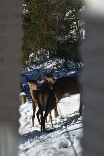 Grand appartement vue Montagne plein sud grand garage sur demande Grand appartement vue Montagne plein sud grand garage sur demande