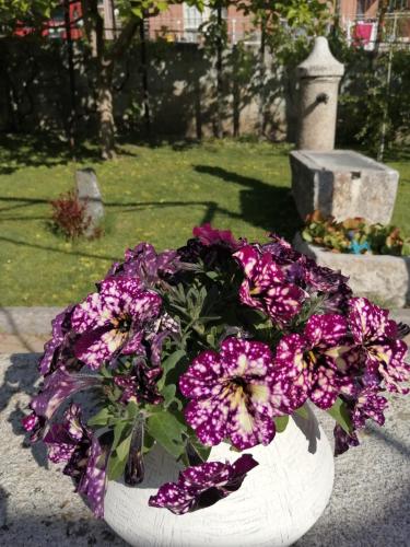 La Primula, Aosta (foto 4)