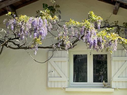 Kilátás, Le Saule in Biganos