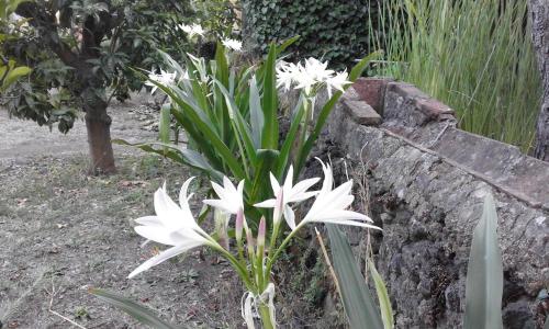  L'Albero Di Alberto in Valverde