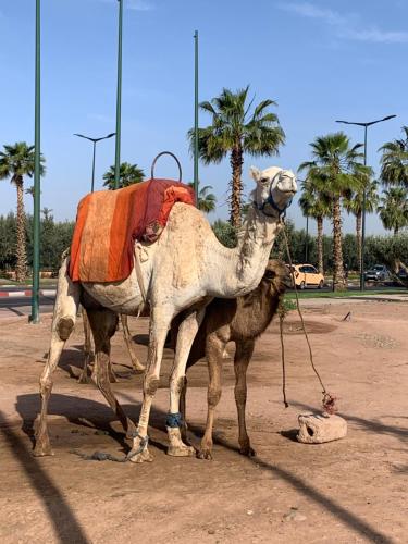 Riad Dilia - Tap to explore photos