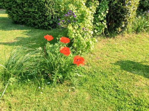 House with 3 bedrooms in Mailly Maillet with enclosed garden and WiFi - image 8